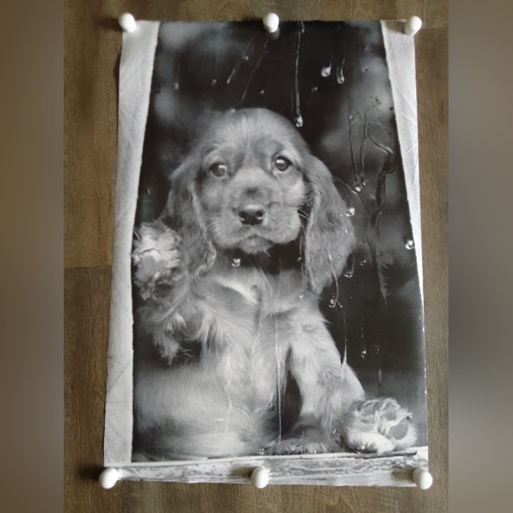 Cute Puppy Black and White Poster 35"X23"